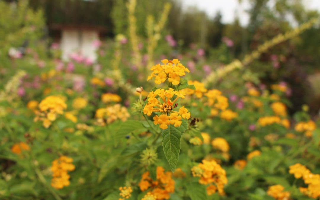 The Magic of Herbal Tea Gardening: Grow, Sip, and Savor